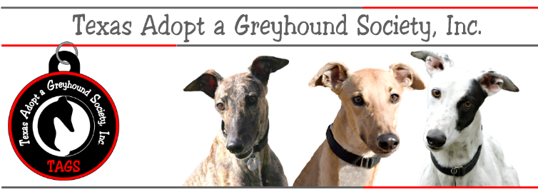 Carolina greys best sale greyhound adoption